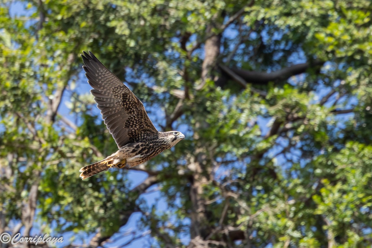 Bıyıklı Doğan - ML646805833