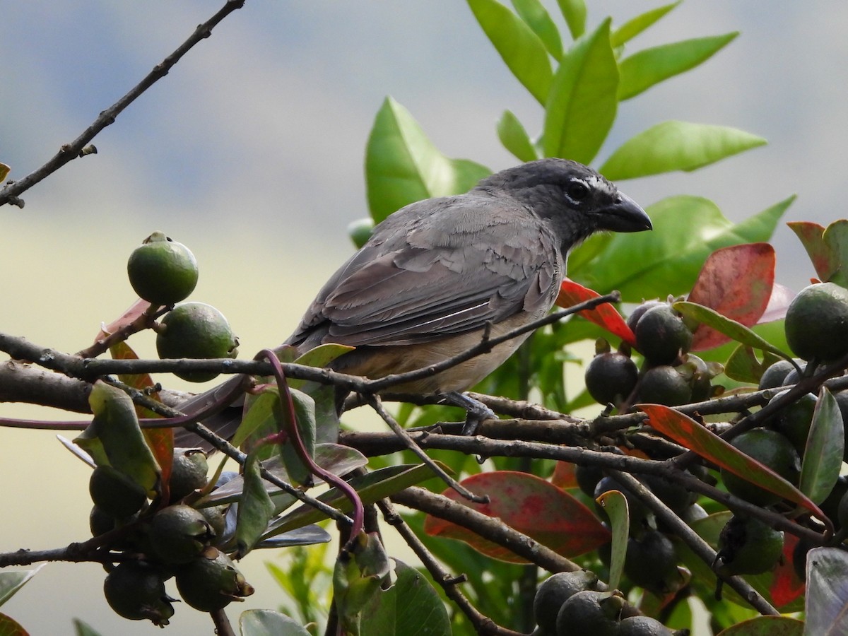 Kurşuni Saltator - ML646805834