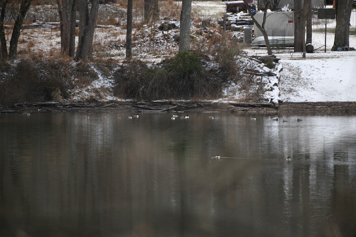 Büyük Tarakdiş - ML646805835