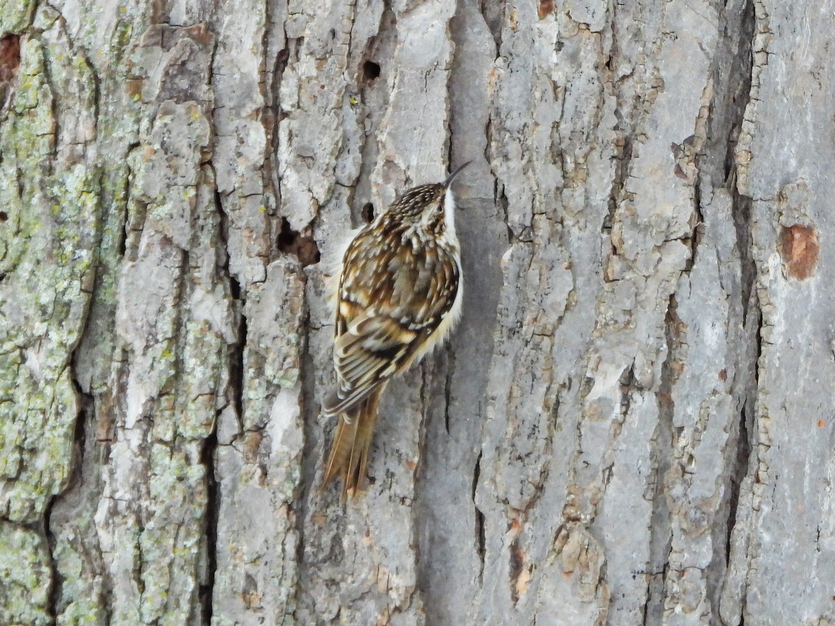 Amerika Tırmaşıkkuşu - ML646805837