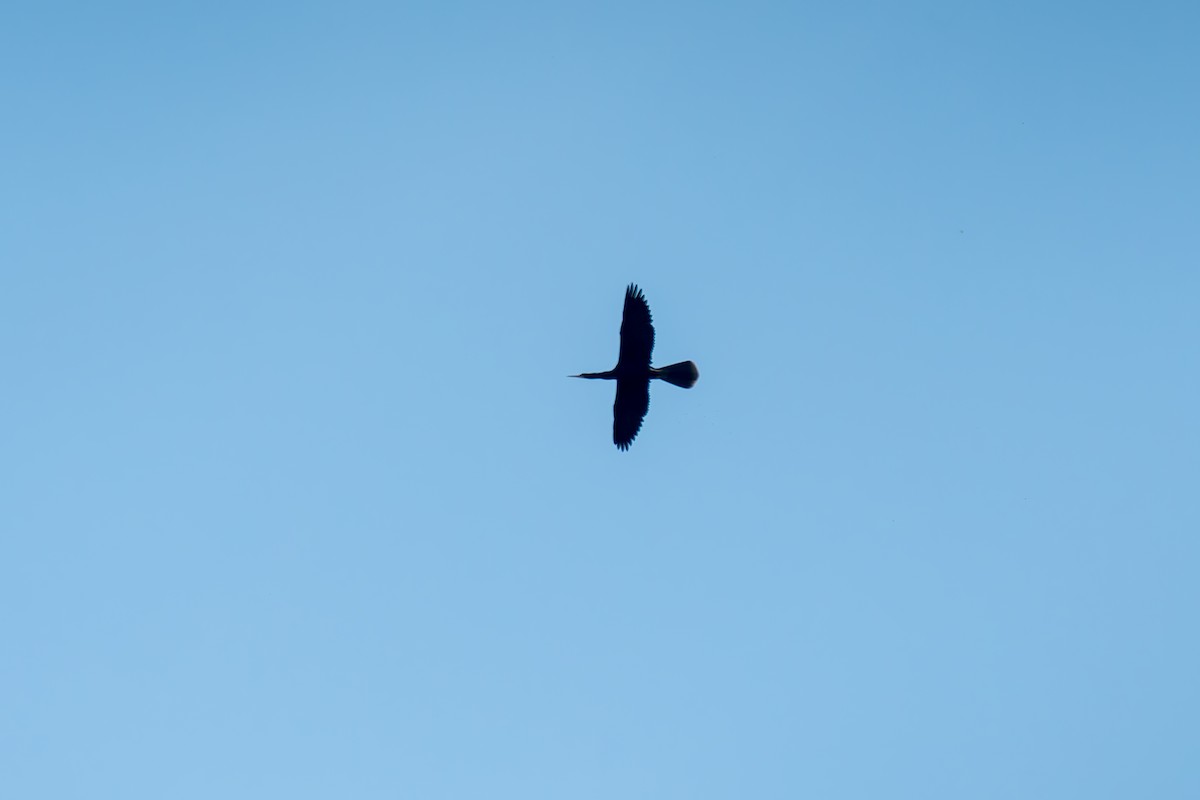 Amerika Yılanboyunu - ML646805838