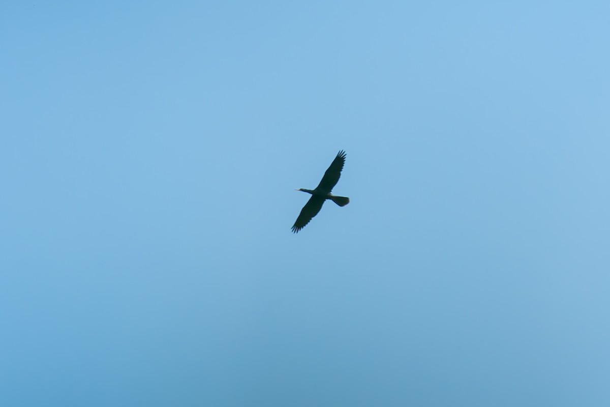 Amerika Yılanboyunu - ML646805839