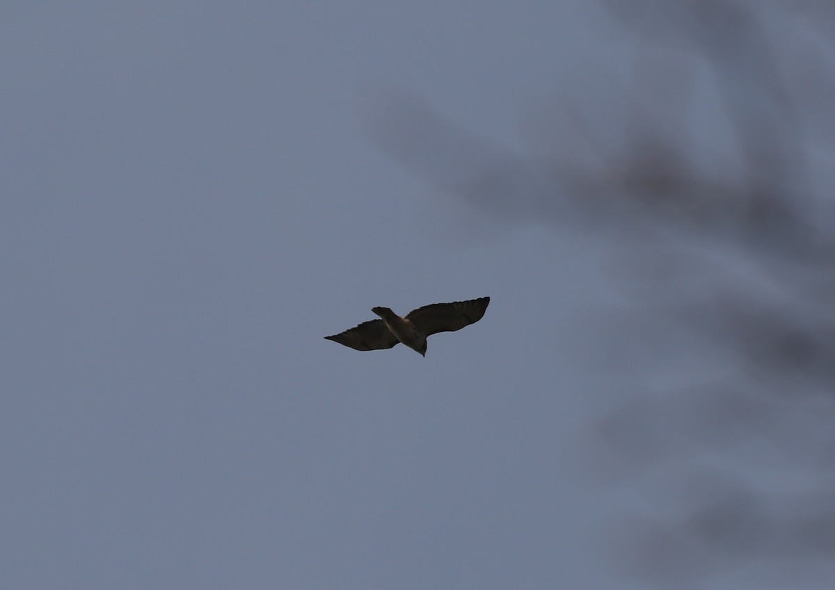 Kızıl Kuyruklu Şahin - ML646805840