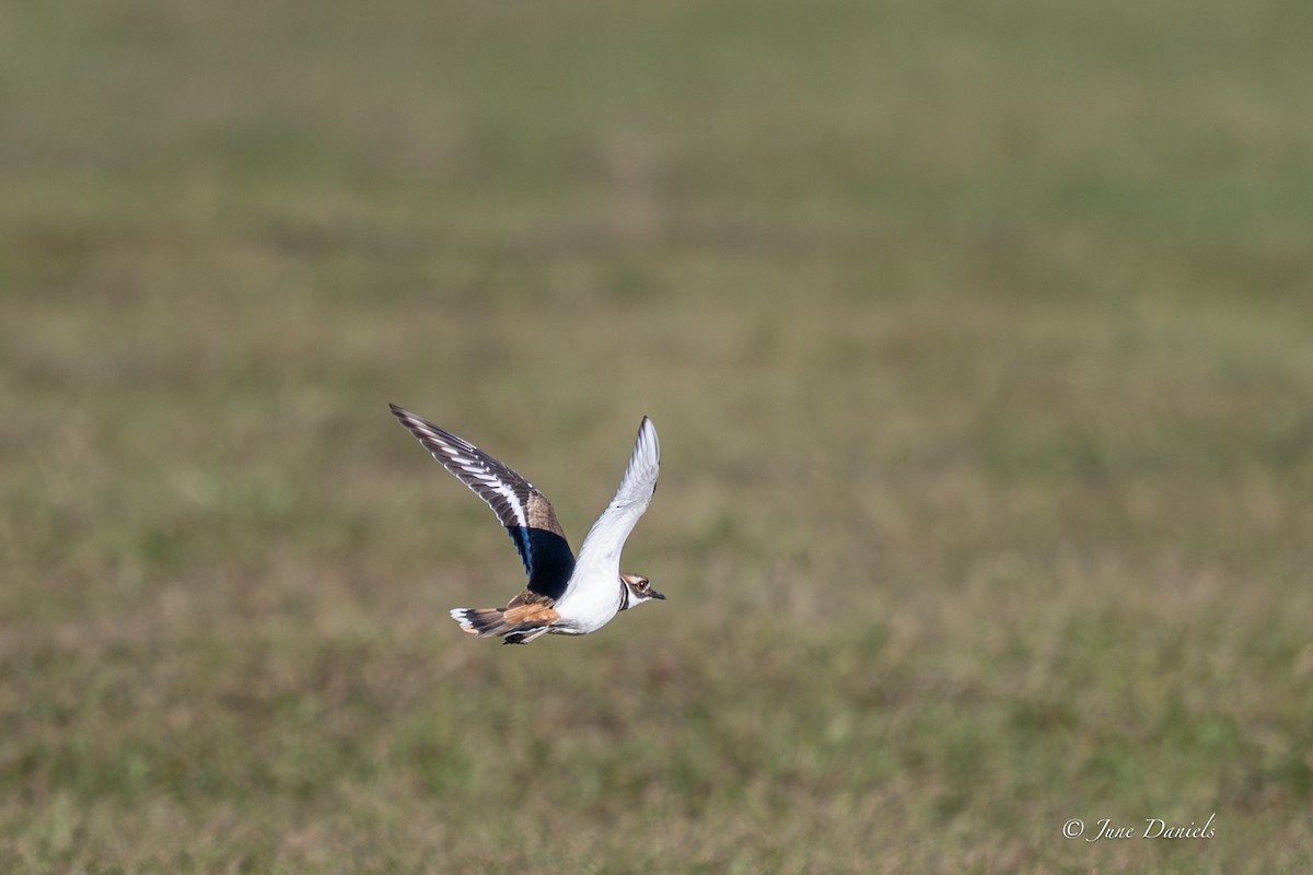 Çayır Cılıbıtı - ML646805841