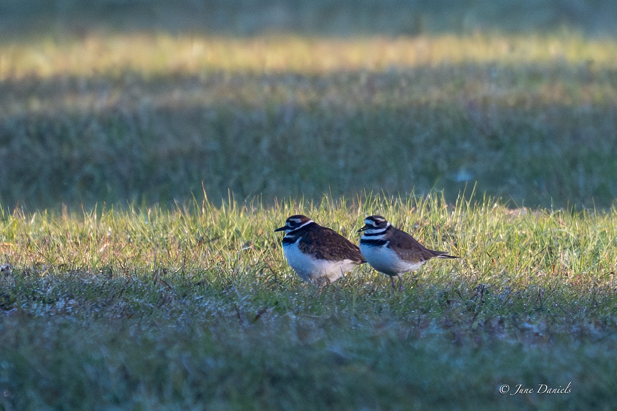 Çayır Cılıbıtı - ML646805842