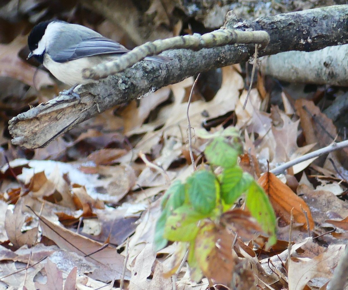 Karolina Baştankarası - ML646805843