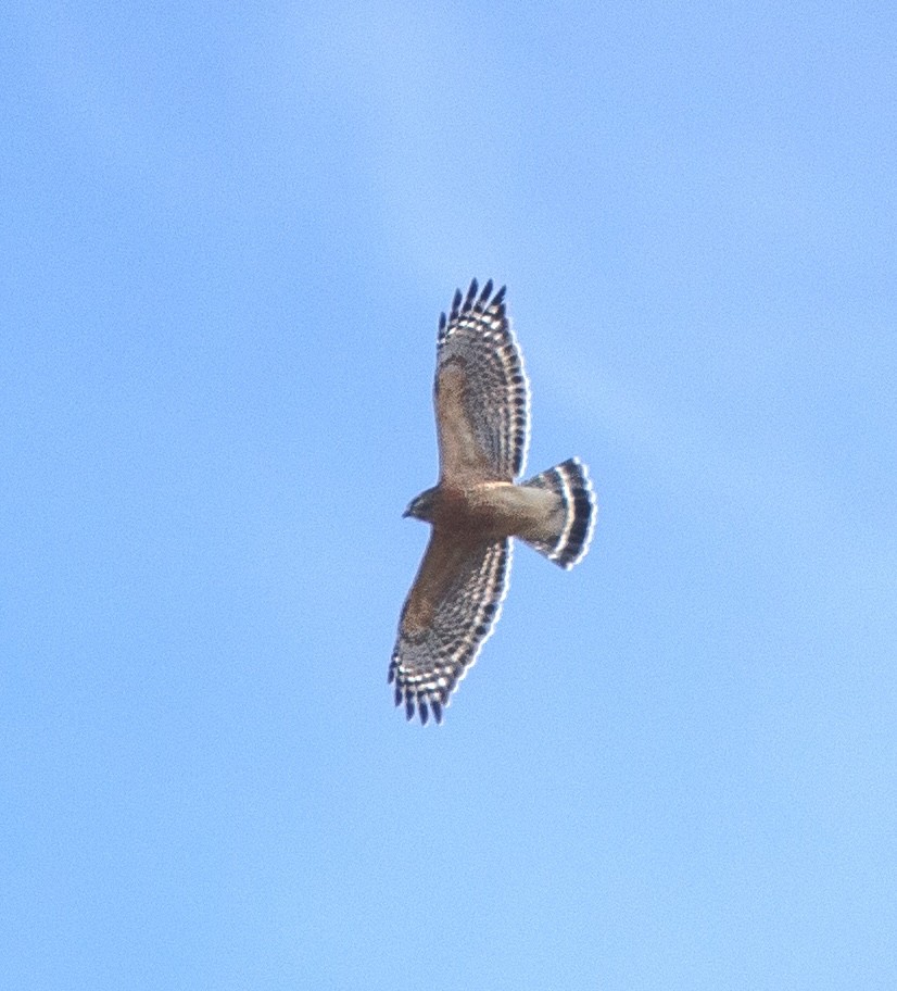 Kızıl Omuzlu Şahin - ML646805844