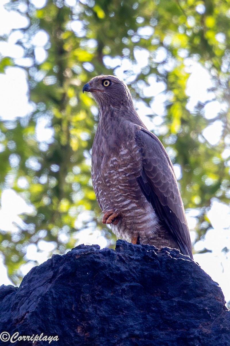 Ötücü Çakır - ML646805845