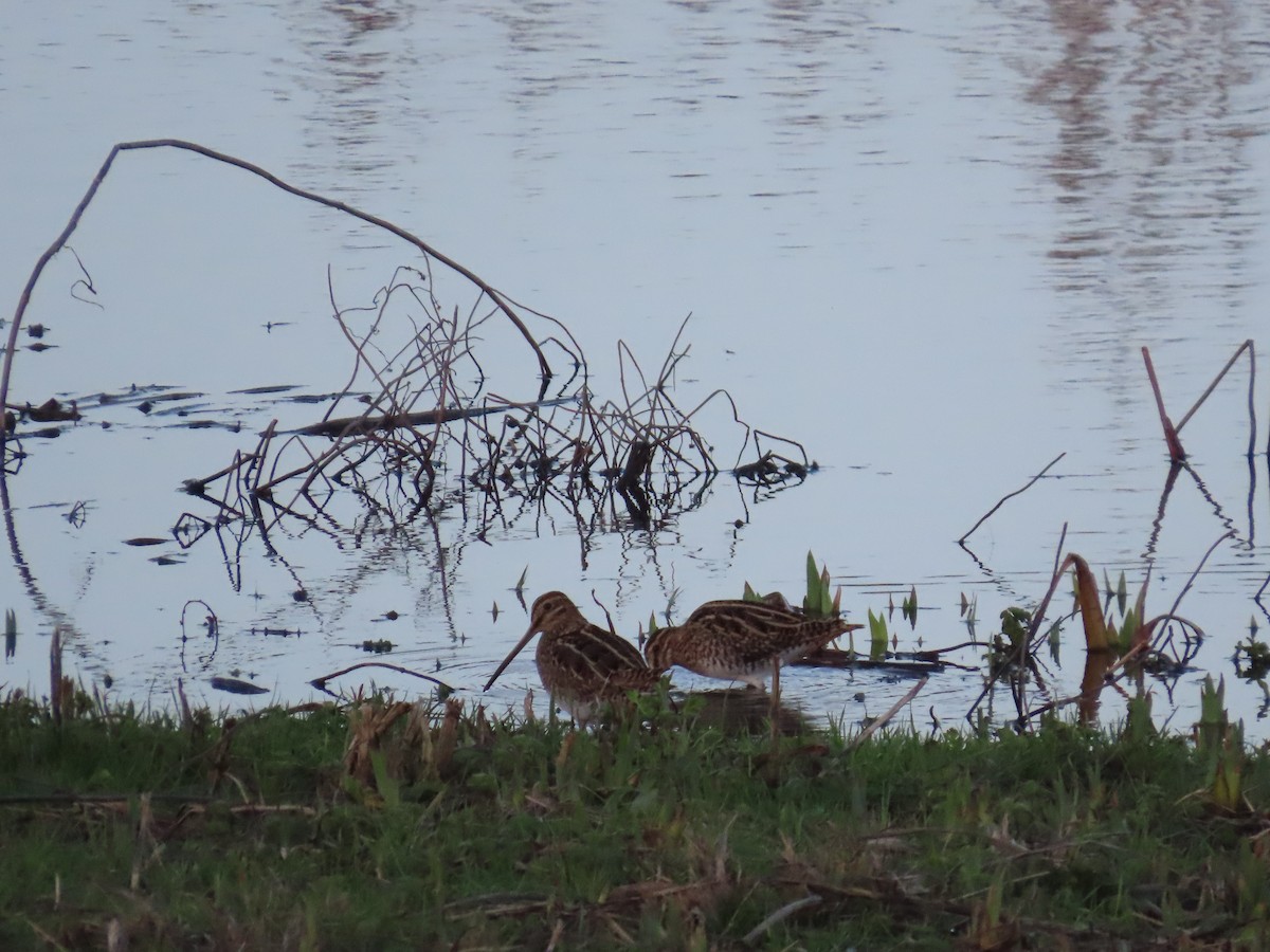 Suçulluğu - ML646805846