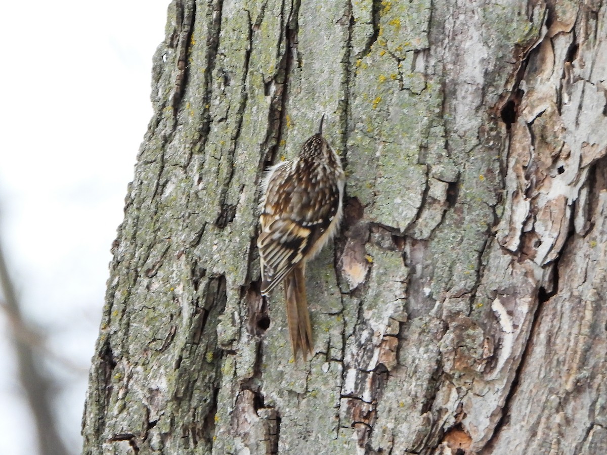 Amerika Tırmaşıkkuşu - ML646805847