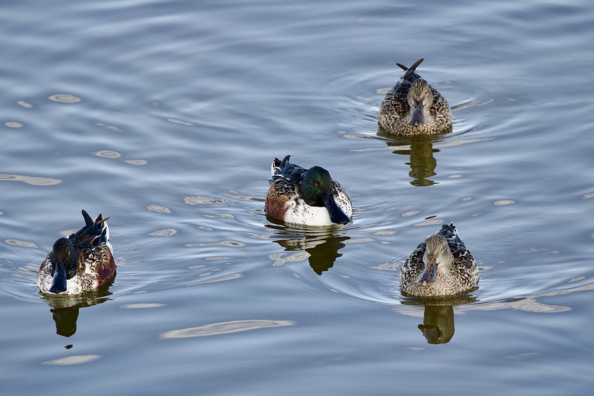 Kaşıkgaga - ML646805848