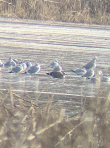 Heringsmöwe - ML646805849