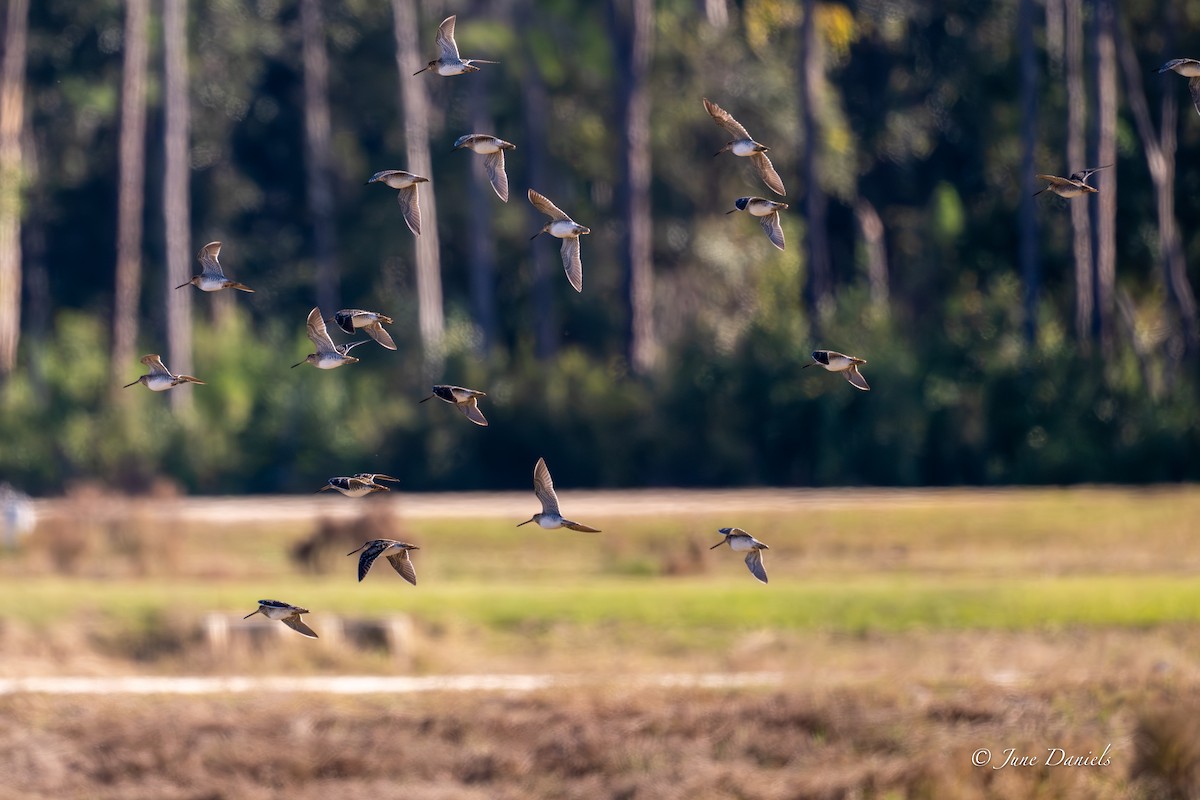 Wilson Suçulluğu - ML646805850