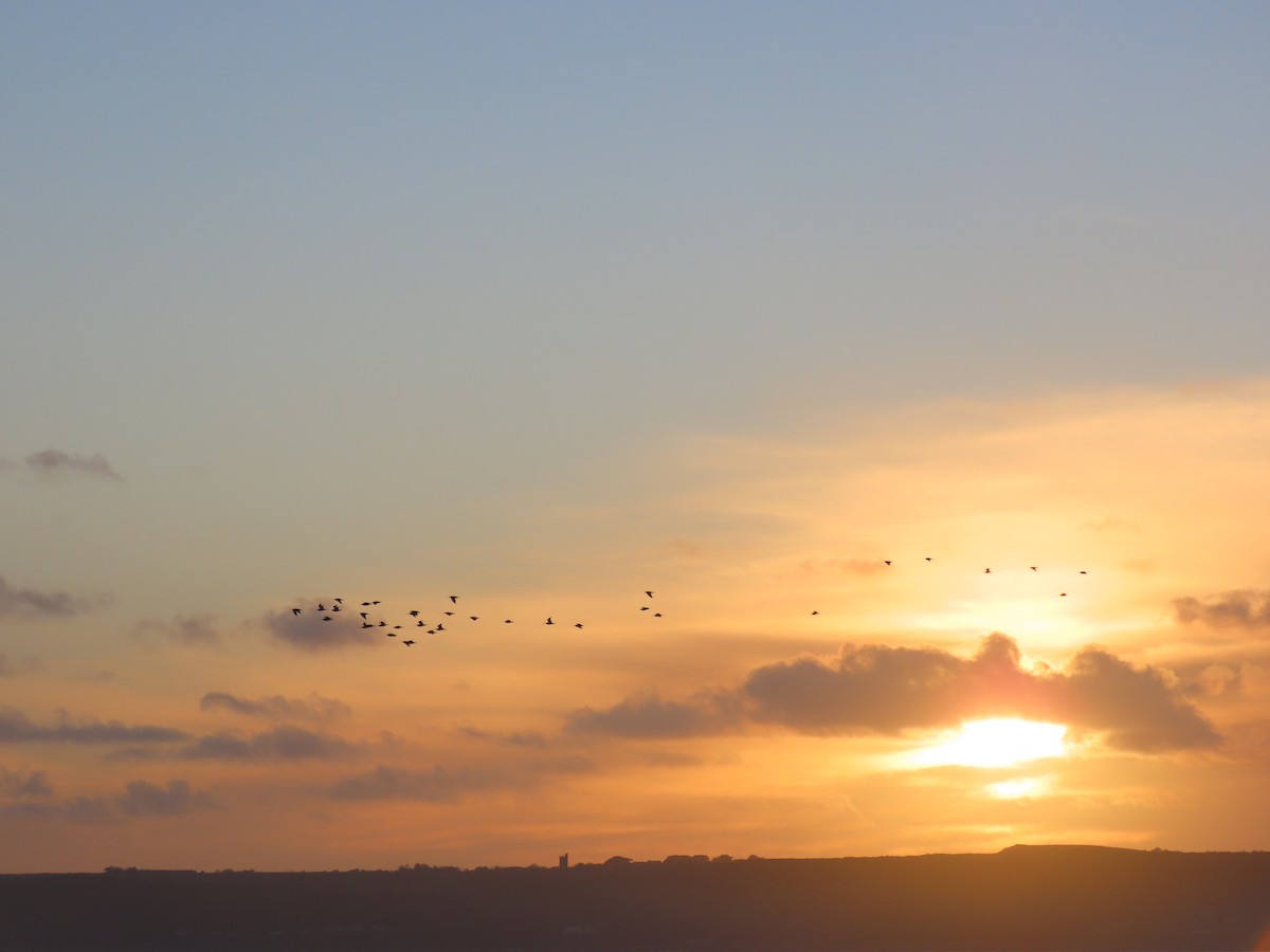 Kervançulluğu - ML646805851