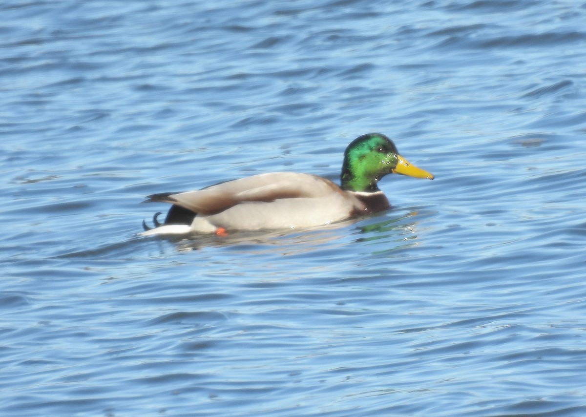 Yeşilbaş - ML646805852