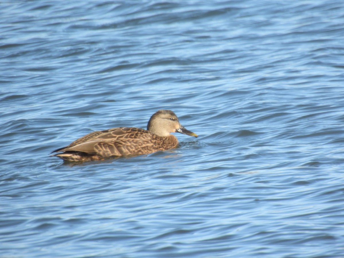 Yeşilbaş - ML646805853