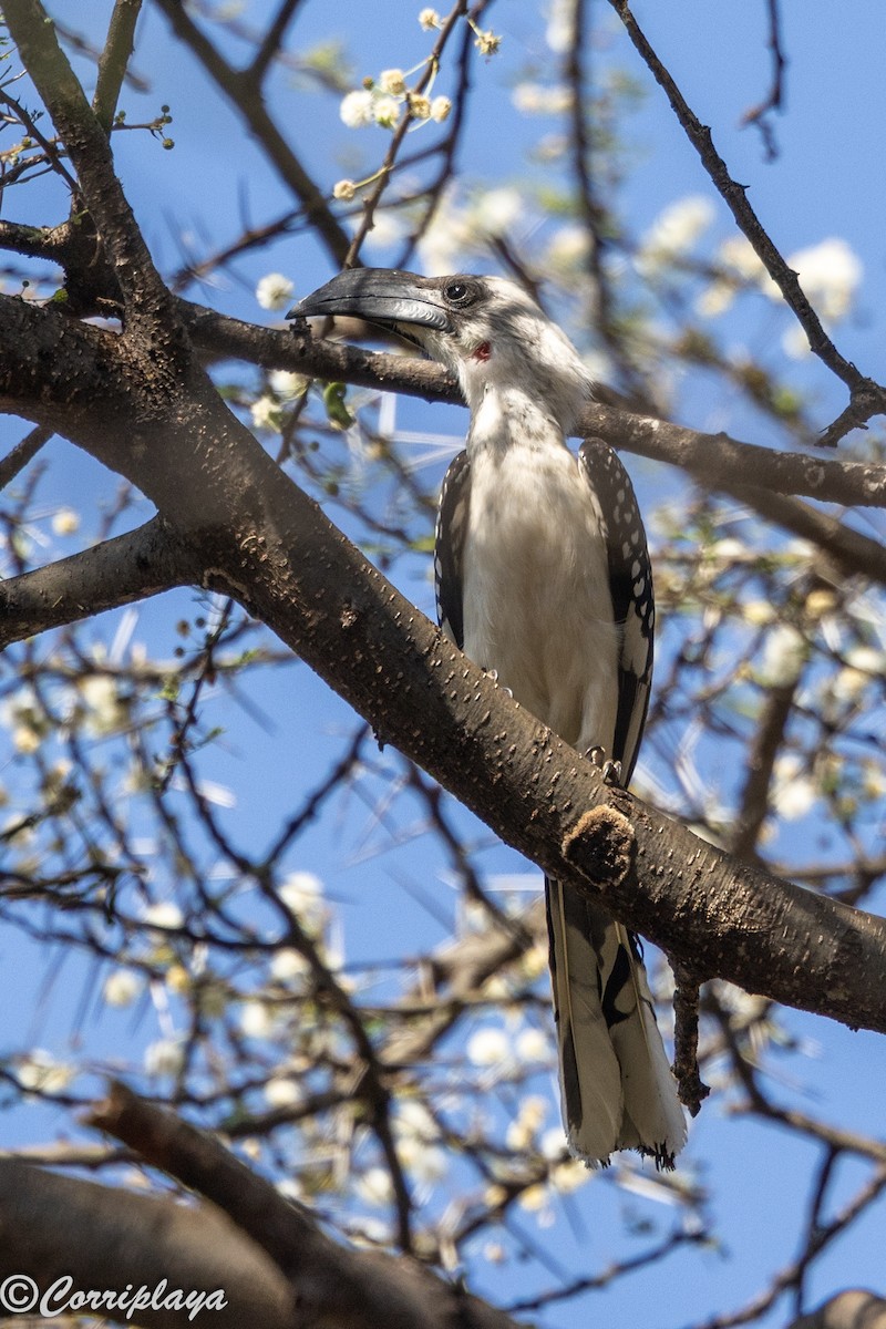 Jackson Boynuzgagası - ML646805854