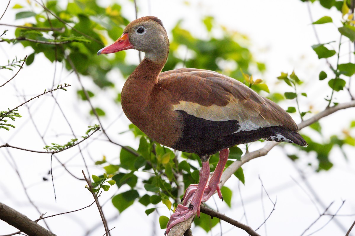 Black-bellied Whistling-Duck - ML646805855