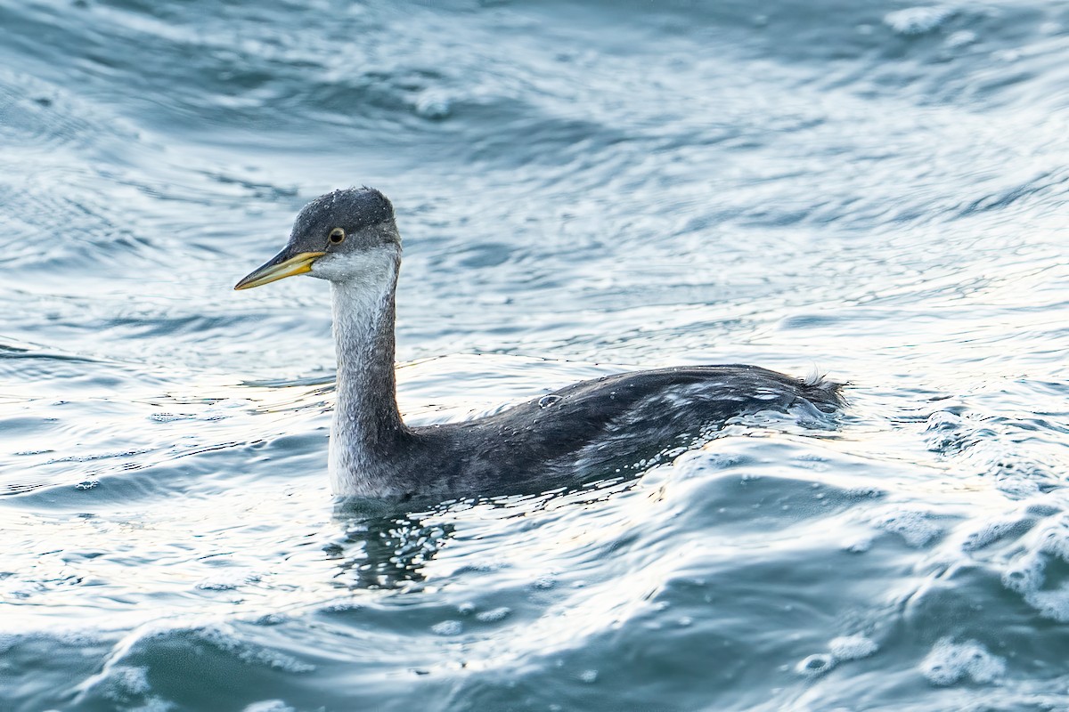 Kızıl Boyunlu Batağan - ML646805856