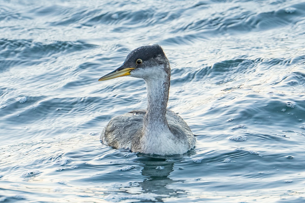 Somormujo Cuellirrojo - ML646805857