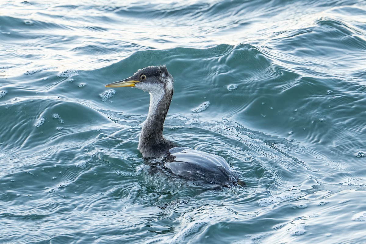 Somormujo Cuellirrojo - ML646805858