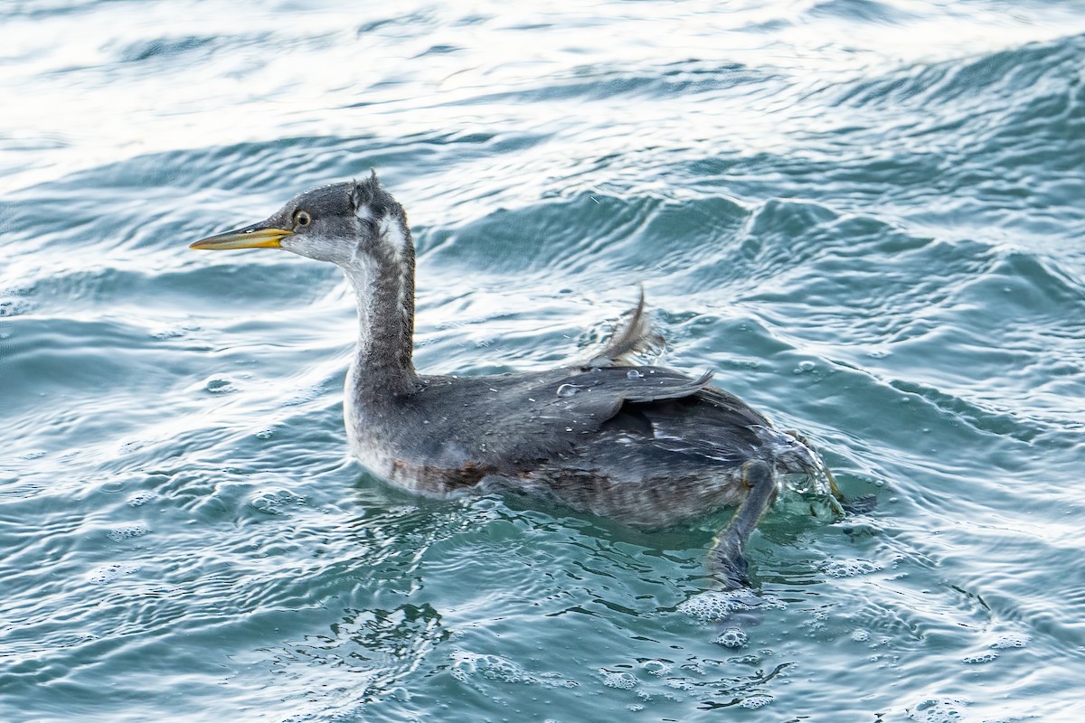 Somormujo Cuellirrojo - ML646805859