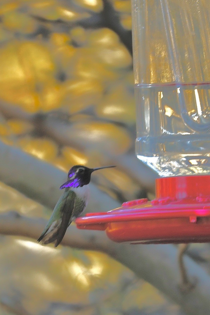 Costa Kolibrisi - ML646805860