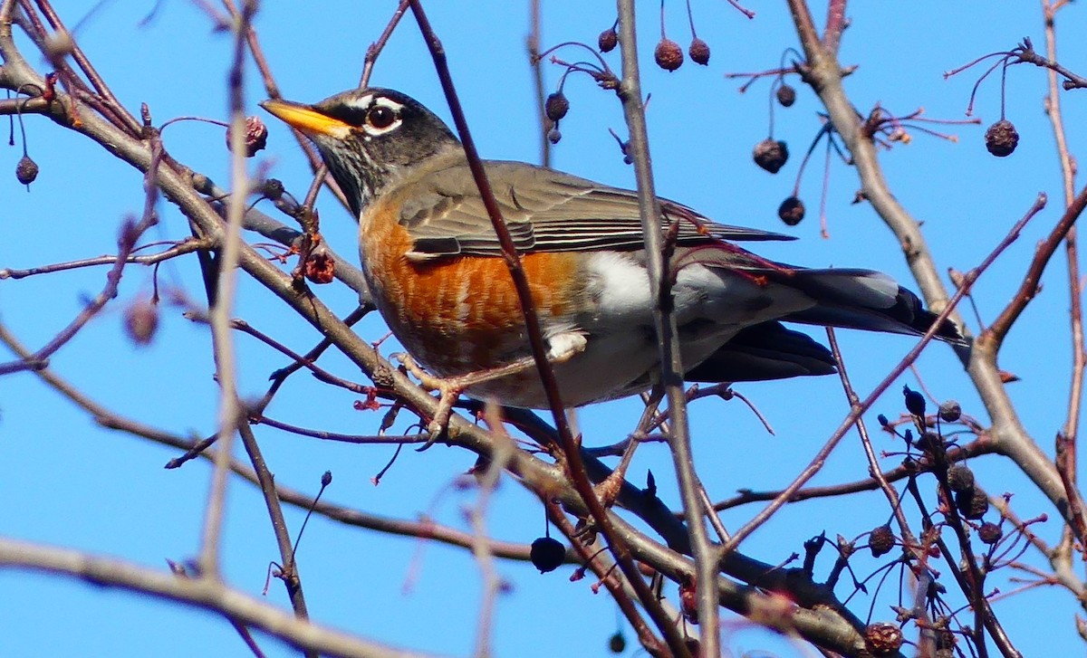 Göçmen Ardıç - ML646805861