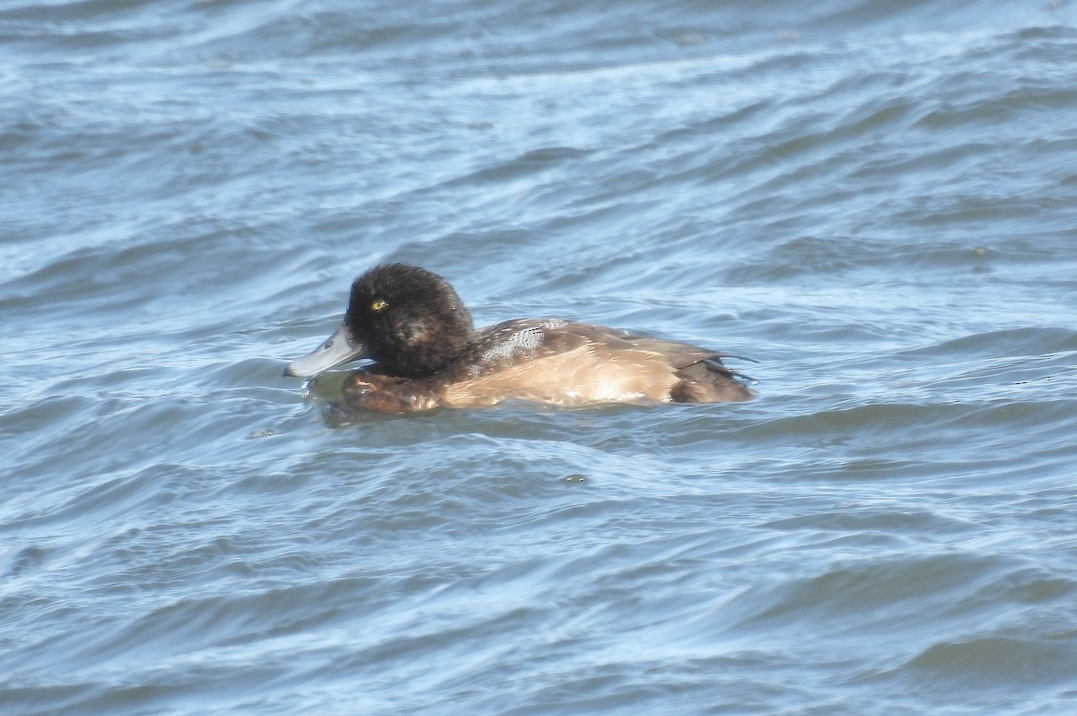 Морская чернеть - ML646805862