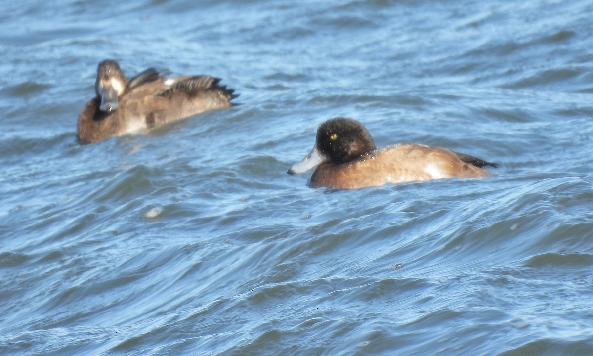 Морская чернеть - ML646805863