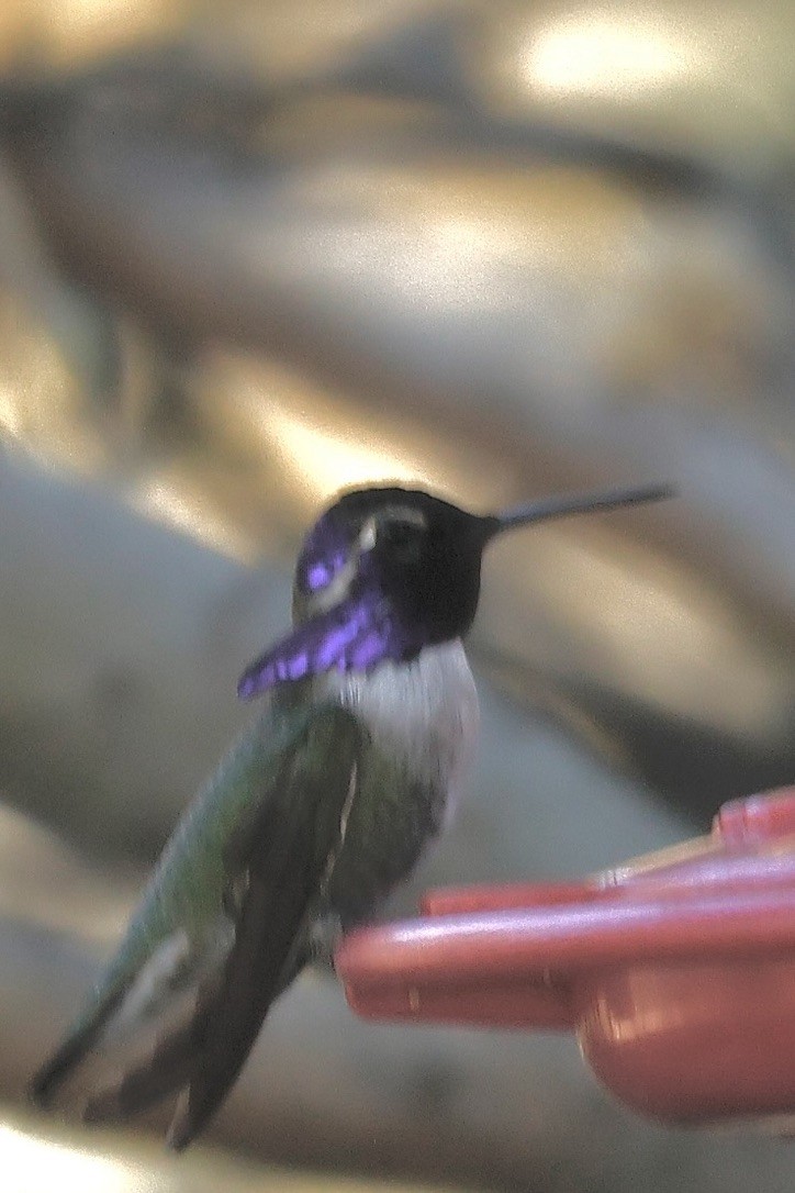 Costa's Hummingbird - ML646805864