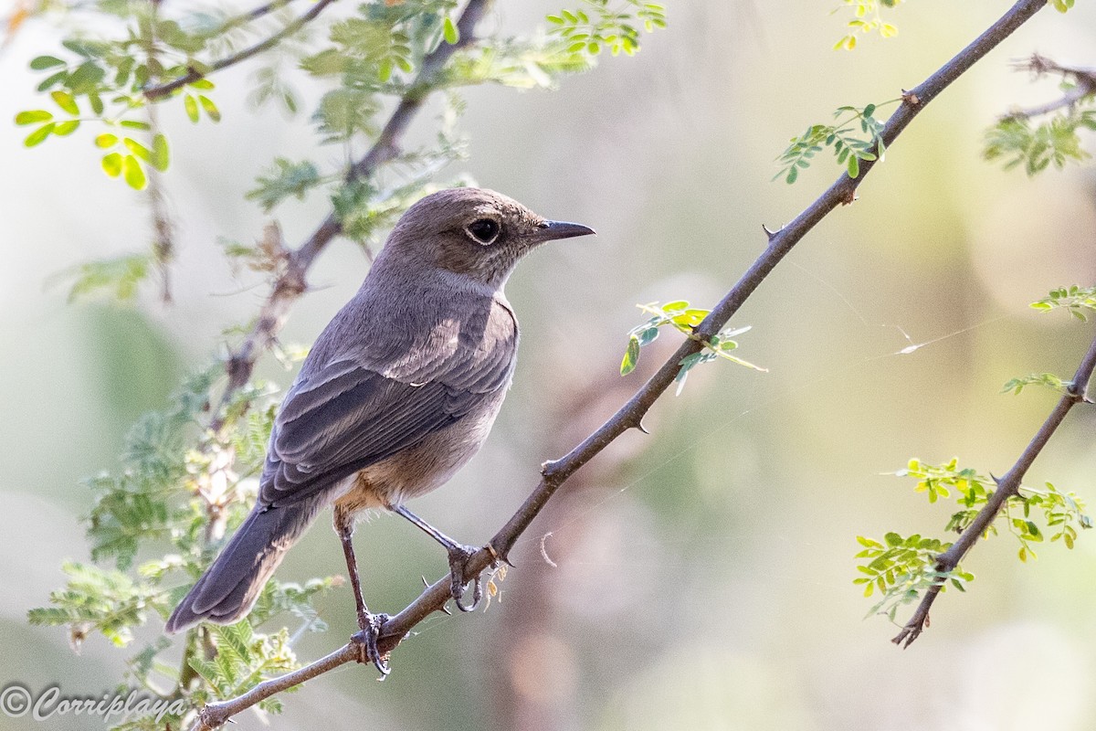 Кам'янка бурохвоста - ML646805866