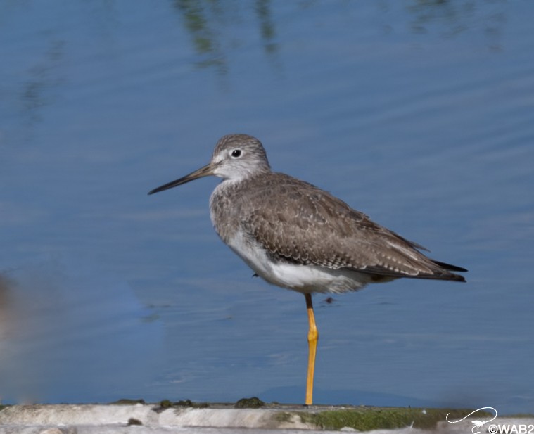 Greater Yellowlegs - ML646805867