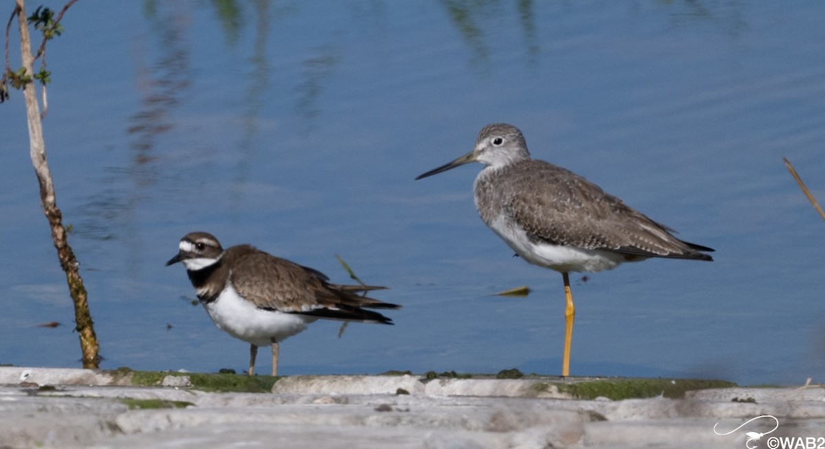Greater Yellowlegs - ML646805868