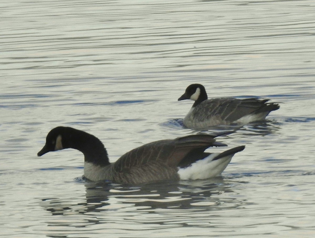 Cackling Goose - ML646805869