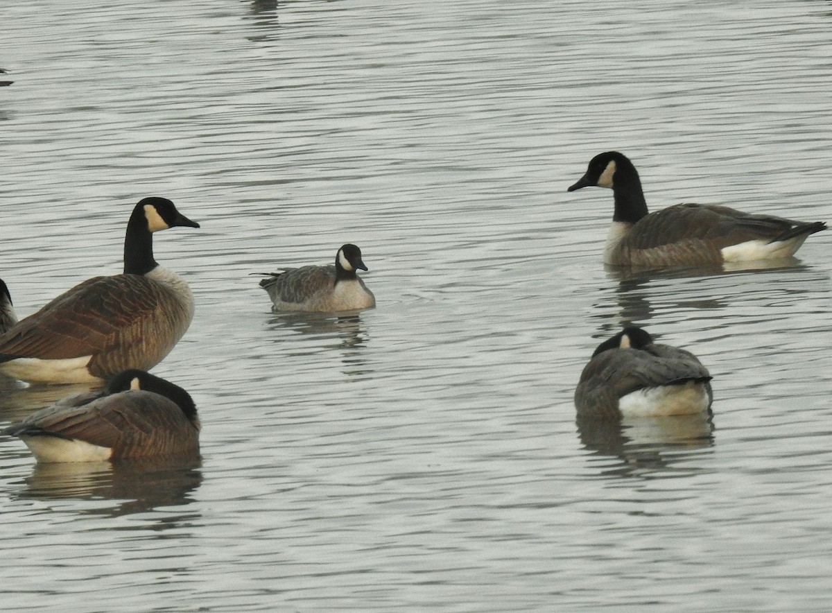 Cackling Goose - ML646805870