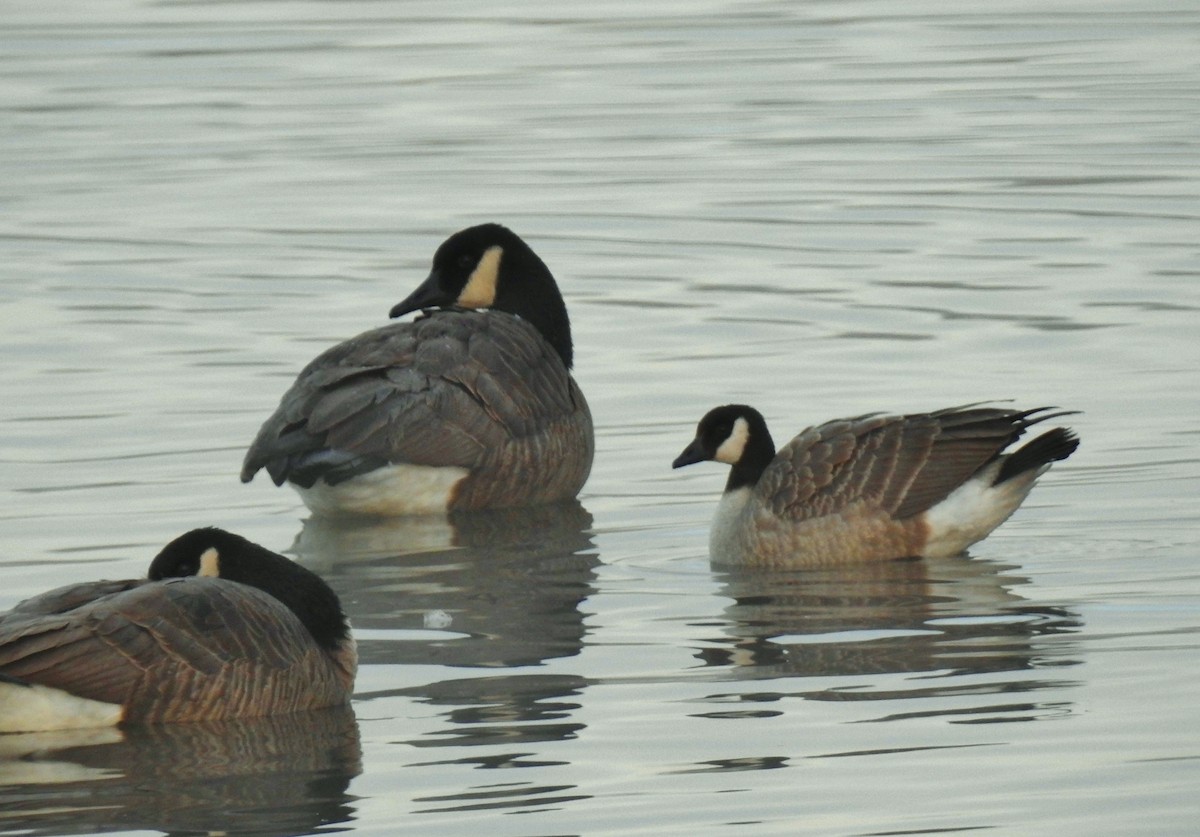 Cackling Goose - ML646805871