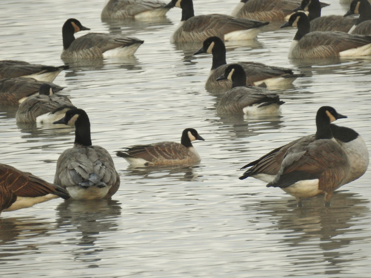 Cackling Goose - ML646805872