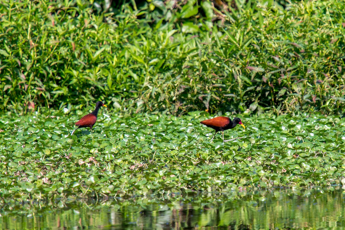 Якана червонолоба - ML646805873