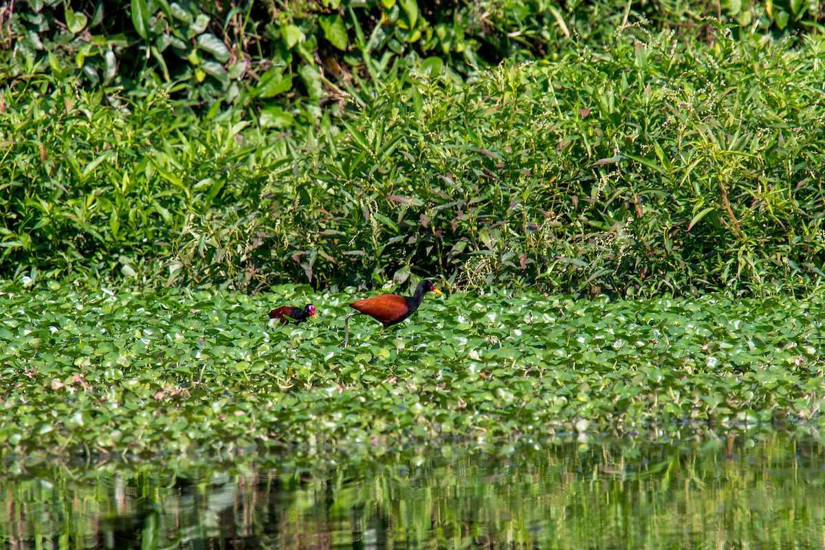 Якана червонолоба - ML646805875