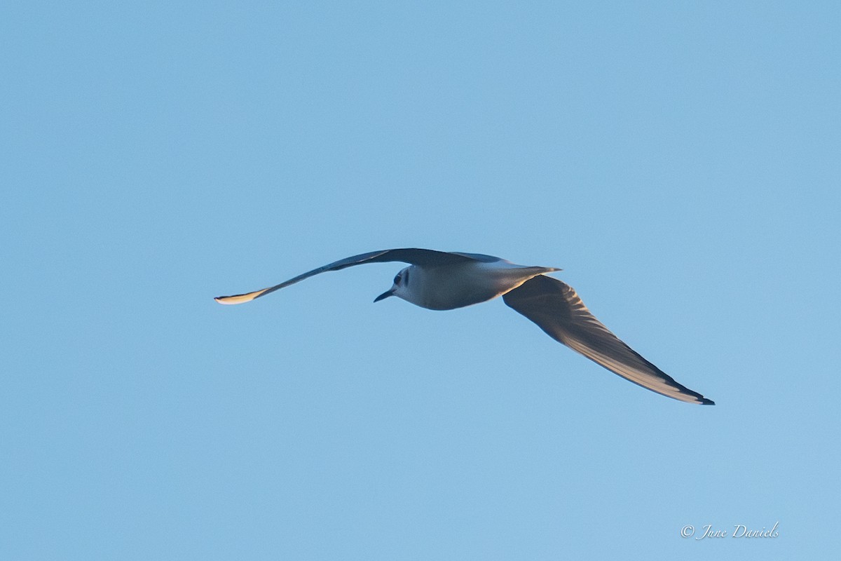 Бонапартова чайка - ML646805877