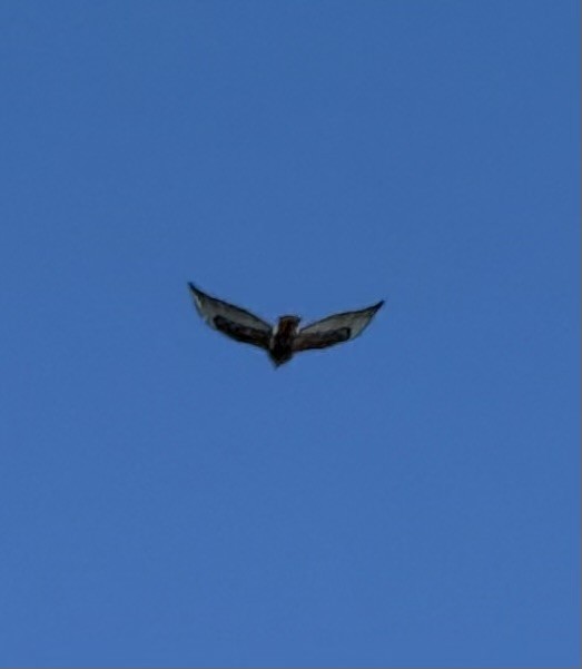 Rotschwanzbussard (calurus/alascensis) - ML646805878