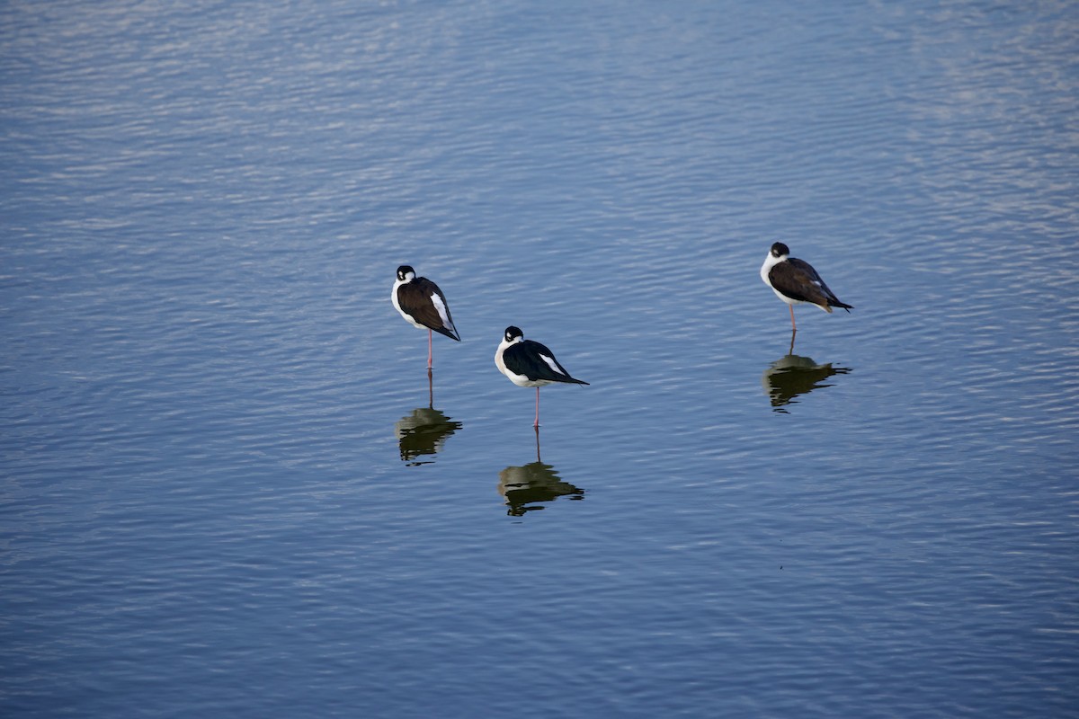 Black-necked Stilt - ML646805879
