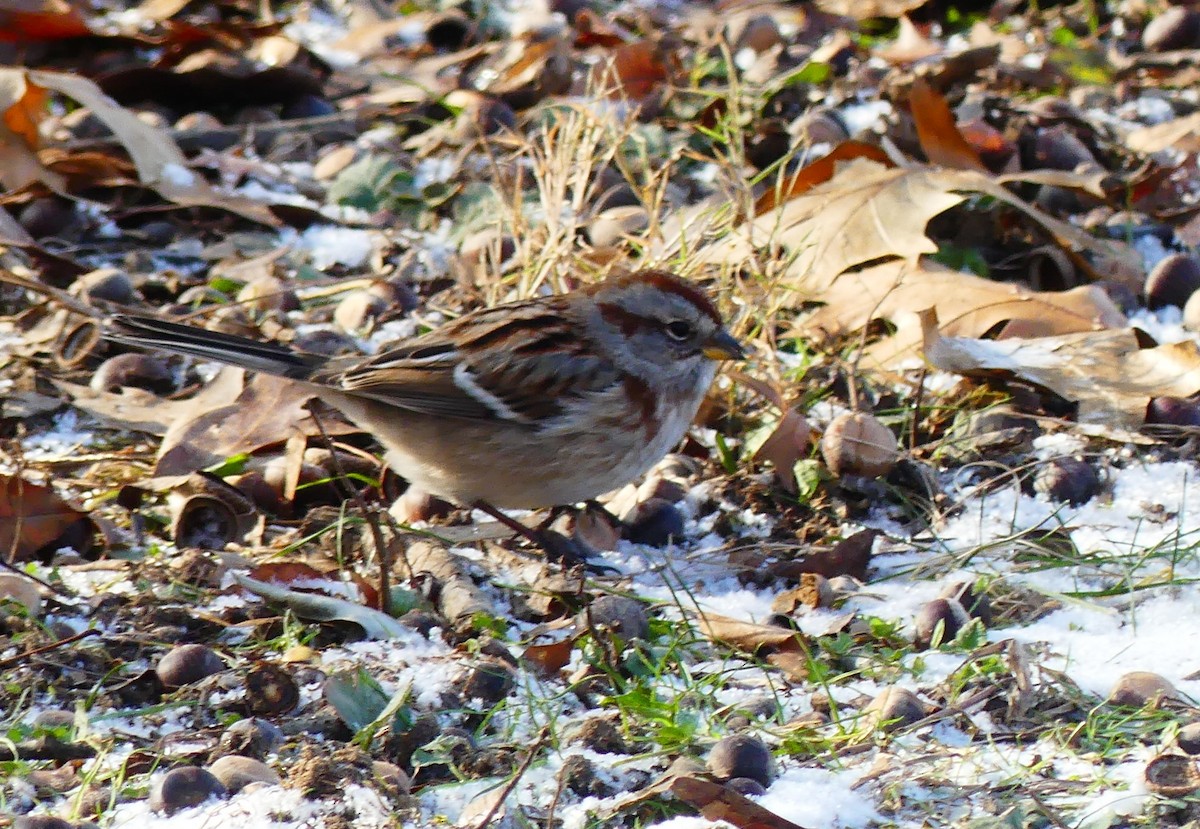 American Tree Sparrow - ML646805881