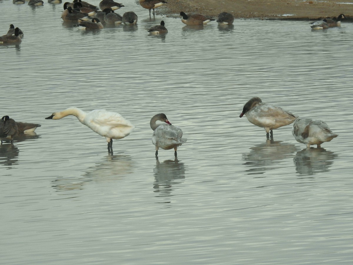 Tundra Swan - ML646805882
