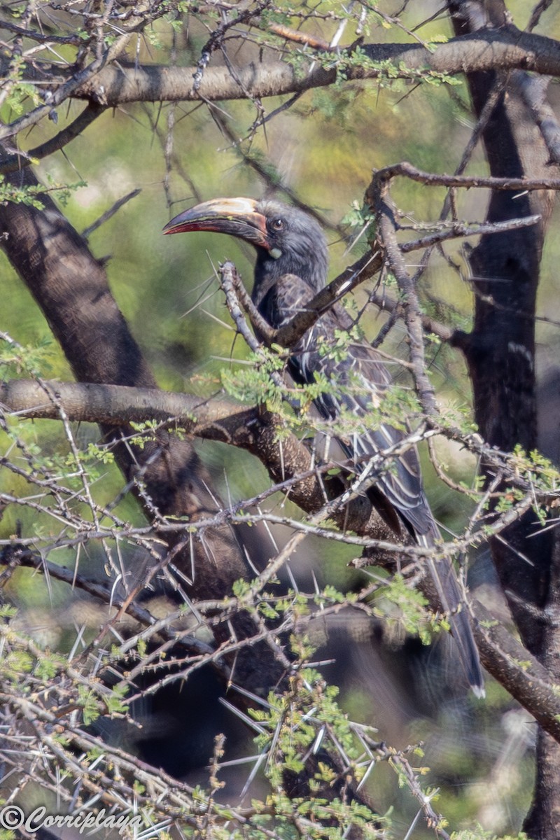 Токо ефіопський - ML646805883