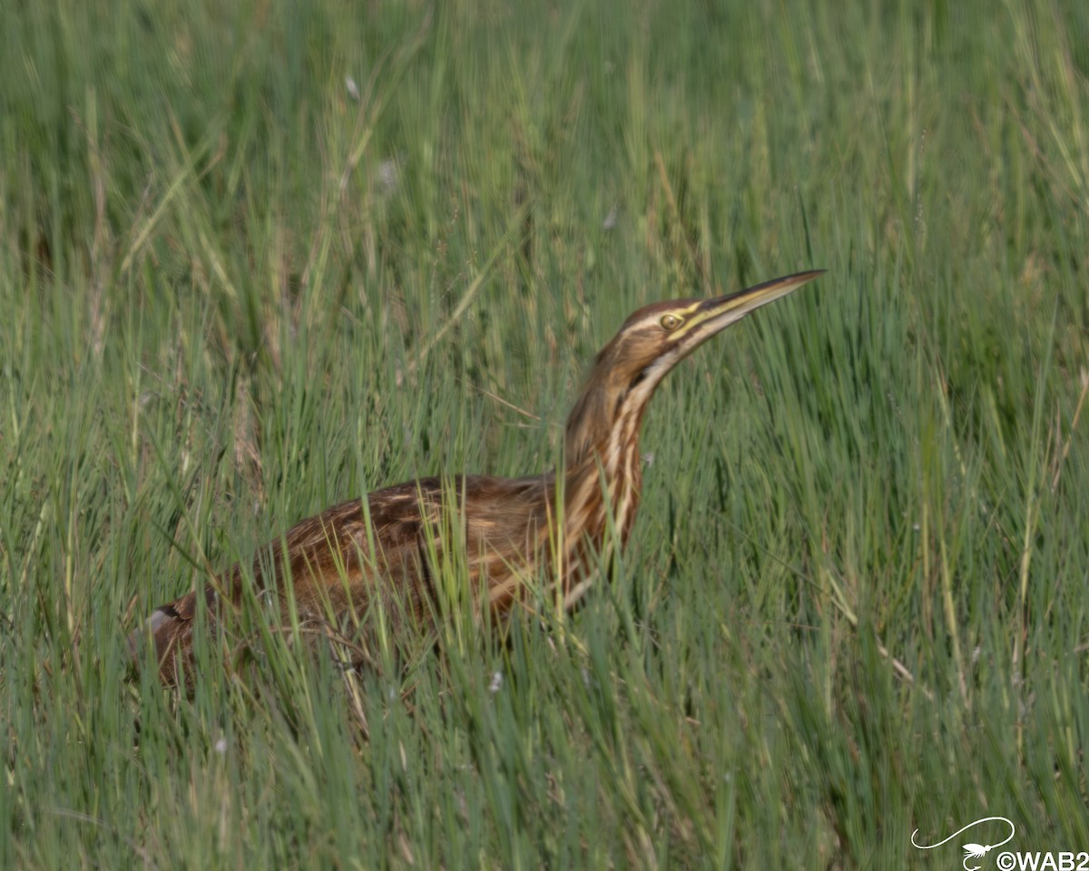 American Bittern - ML646805884