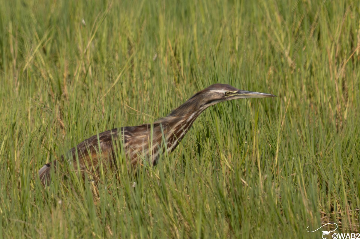 American Bittern - ML646805885