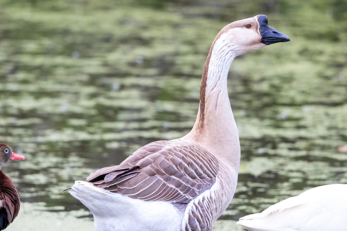 husa labutí (domestikovaná) - ML646805886