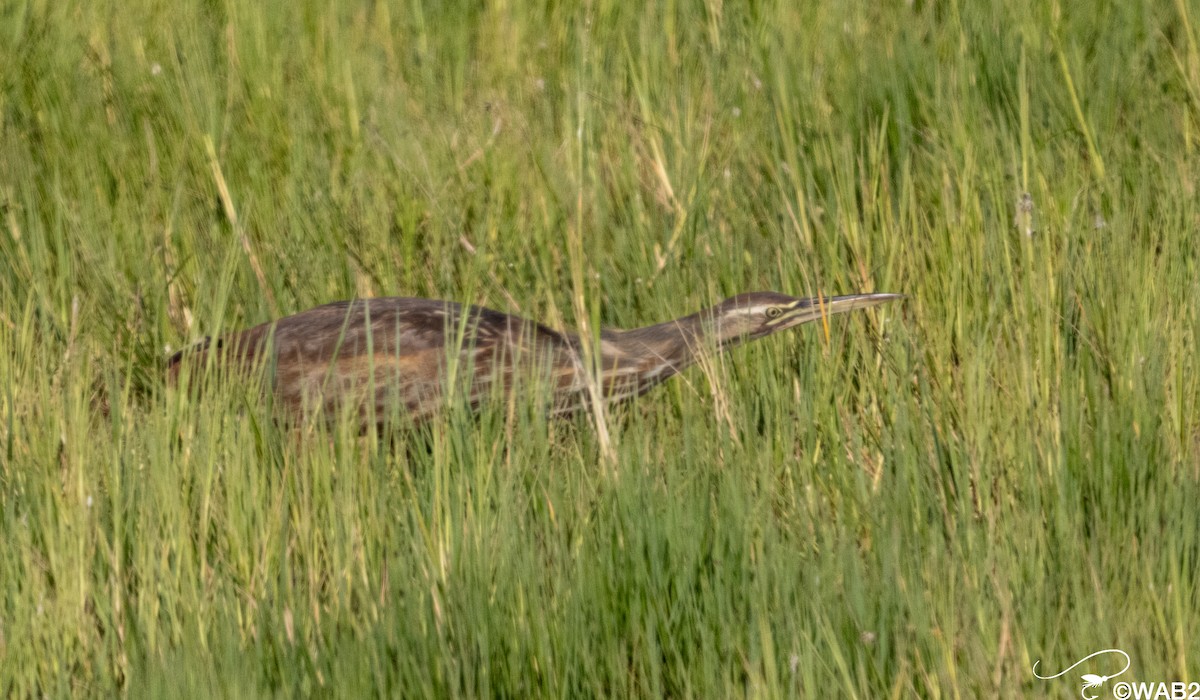 American Bittern - ML646805887